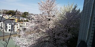 22.3.28桜満開.jpg