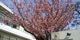 21.4.6八重桜.jpg