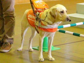 中１ 盲導犬訓練センター見学 トピックス 中学 高等学校 聖ヨゼフ学園