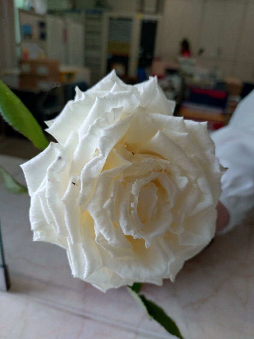 20250424_123610.JPG